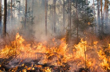 Feu de forêt